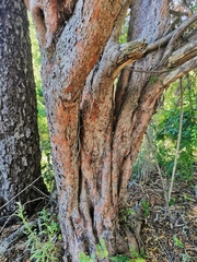 Podocarpus salignus