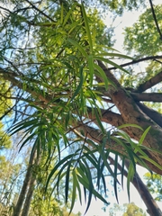 Podocarpus salignus