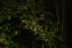 Posoqueria latifolia