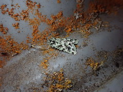 Meterana exquisita