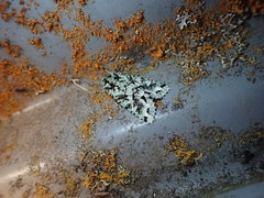 Meterana exquisita