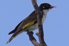 Grantiella picta