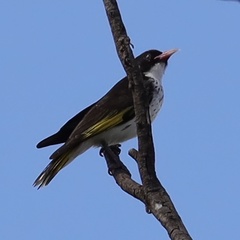 Grantiella picta