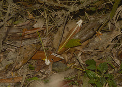 Posoqueria latifolia