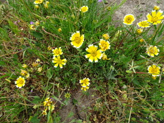 Layia chrysanthemoides