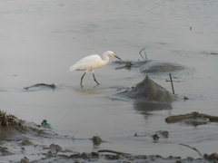 Egretta thula