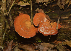 Trametes sanguinea