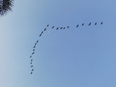 Dendrocygna autumnalis