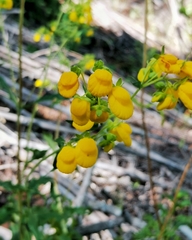 Calceolaria dentata