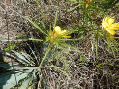 Oenothera berlandieri pinifolia