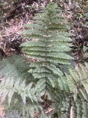 Leptopteris ×intermedia