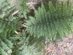 Leptopteris ×intermedia