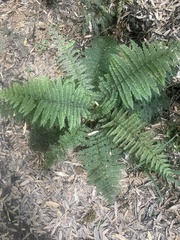 Leptopteris ×intermedia