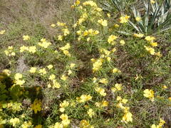 Oenothera berlandieri pinifolia