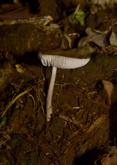 Agaricales