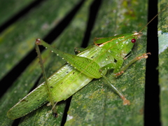 Subria