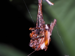 Ischnomela pulchripennis