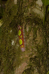 Morpho menelaus coeruleus