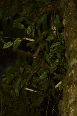 Philodendron missionum