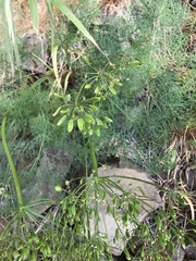 Lomatium klickitatense