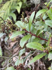 Gaultheria paniculata