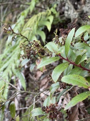 Gaultheria paniculata