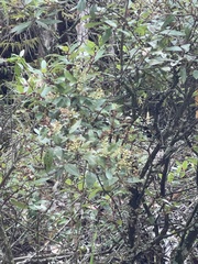 Gaultheria paniculata