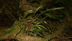Anthurium gaudichaudianum
