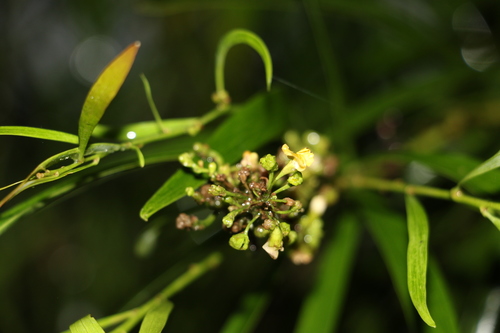 Image of Daviesia arborea by (c) Greg Tasney, some rights reserved (CC BY-SA)