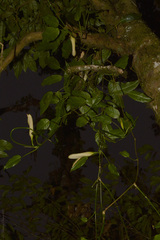 Philodendron missionum