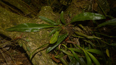 Anthurium gaudichaudianum