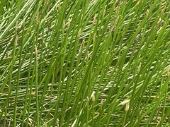 Eleocharis sphacelata