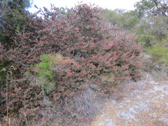 Adenanthos cuneatus