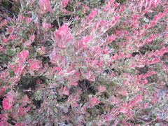 Adenanthos cuneatus