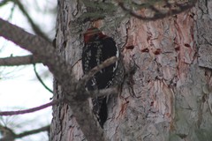 Sphyrapicus ruber daggetti