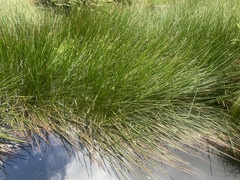 Eleocharis sphacelata