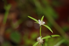 Spermacoce brachystema