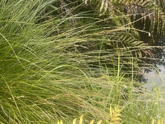 Carex secta