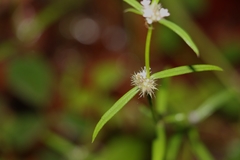 Spermacoce brachystema
