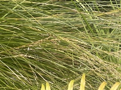 Carex secta