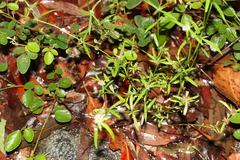 Spermacoce brachystema