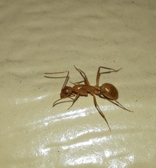 Camponotus festinatus