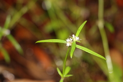 Spermacoce brachystema