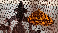 Epobeidia tigrata tigrata