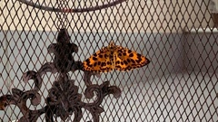 Epobeidia tigrata tigrata