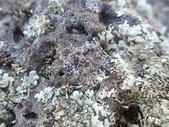 Lecanora galactiniza
