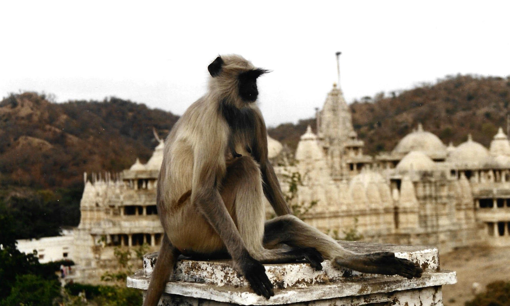 Northern plains gray langur