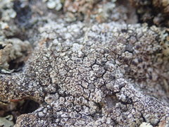 Lecanora galactiniza