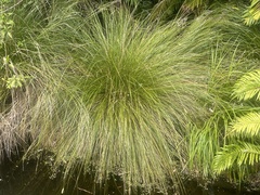 Carex secta