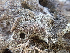 Lecanora galactiniza
